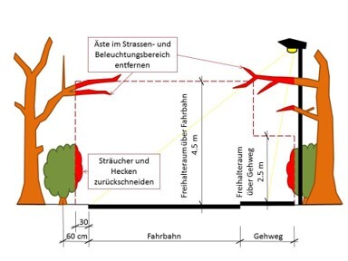 Bild korrektes Zurückschneiden von Pflanzen Bild korrektes Zurückschneiden von Pflanzen