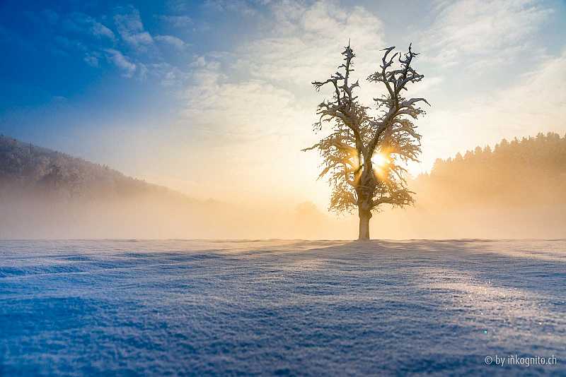 Birnbaum im Winter mit Sonnenlicht durchflutet